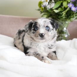 Blizzard - Blue merle female Australian Shepherd puppy in Kokomo, Indiana from North Central Aussies
