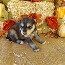 Companion Cross and Siberian Husky Puppies from Hatfield Huskies