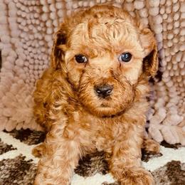 Daffodil - Red  female Goldendoodle puppy in Beecher, Illinois from Erica’s Doodles