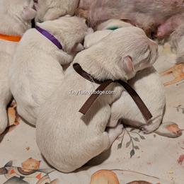 AKC brown ribbon - Wheaten male Miniature Schnauzer puppy in Greencastle, Indiana from Tiny Tushy Lodge