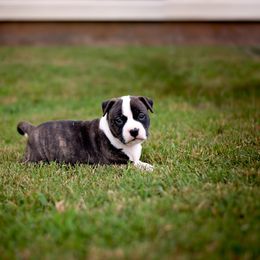 American Staffordshire Terrier Puppies from Ynez Amstaffs