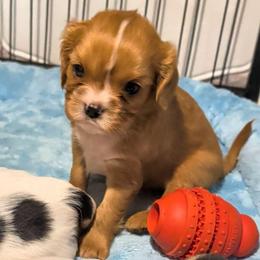 Axel - Ruby male Cavalier King Charles Spaniel puppy in Stilwell, Oklahoma from Love Bug Cavaliers