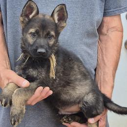 Boy 5 Gold - Black and tan male German Shepherd puppy in Lake George, Colorado from High Country German Shepherds