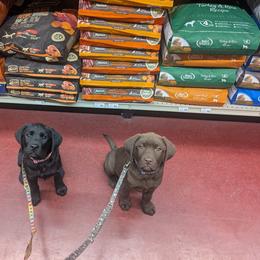 Labrador Retriever Puppies from Puzzles Labradors