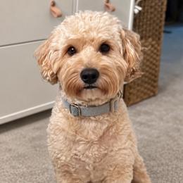 Ryder - Bernedoodle