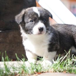 Felix - Brindle and white male American Corgi puppy in Plains, Montana from Diamond Corgis