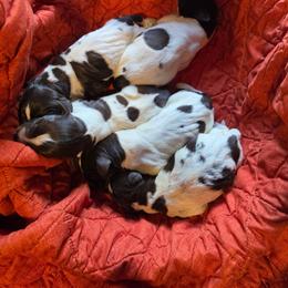 Girl 1 - Liver and white female German Wirehaired Pointer puppy in Rockingham, North Carolina from Fleetwood German Wirehaired Pointers