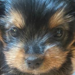 Yorkshire Terriers from Yorkie Acres (@yorkie_2_life)