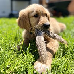 Golden Retriever Puppies from Mountain Reign Golden Retrievers