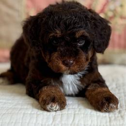 Malibu - Chocolate female Cavapoo puppy in Beckley, West Virginia from By Design Doodles