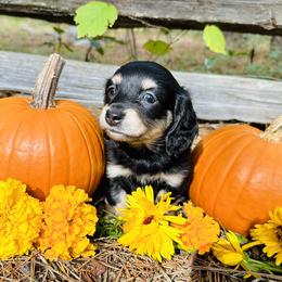 Dachshund Puppies from Treasure Dachshunds
