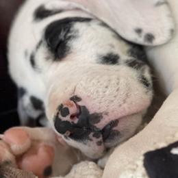 Great Dane Puppies from Allen’s Ridge Ranch