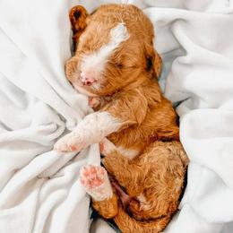 Victoria - Red  female Goldendoodle puppy in Iola, Texas from Supreme Doodles of Texas