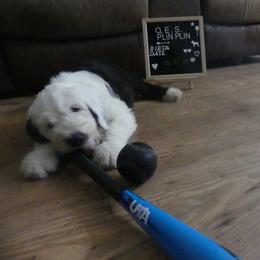 Old English Sheepdog Puppies from Gabriela Moreno's Old English Sheepdogs