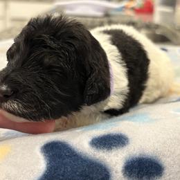 Goldendoodle and Poodle Puppies from Southern Stroll Poodles & Doodles