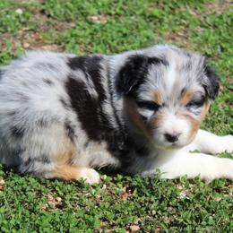 Sienna - Blue merle female Australian Shepherd puppy in Kansas, Oklahoma from Windy G Farm