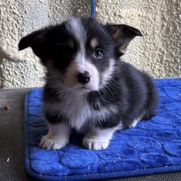 V-3.  Victor - Black and tan male Pembroke Welsh Corgi puppy in Sanford, Michigan from Tambali Pembroke Welsh Corgis