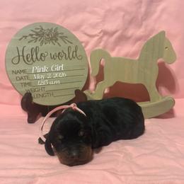 Pink Girl - Black and tan female Black and Tan Coonhound puppy in Pueblo, Colorado from BT Coonhound