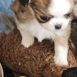Moonbaby - Red male Chihuahua puppy in Tremonten, Utah from Qu-Te's Chihuahuas