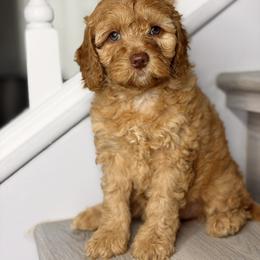 White - Red female Australian Labradoodle puppy in Antelope, California from Adorable Labradoodle
