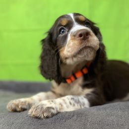 Cecilia - Liver white and tan female English Springer Spaniel puppy in Crawford, Tennessee from Lilly Lane Spaniels