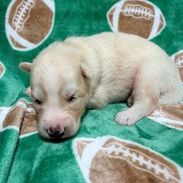 AKC Sander - Sable and white male Siberian Husky puppy in Centreville, Maryland from Huskies By the Bay
