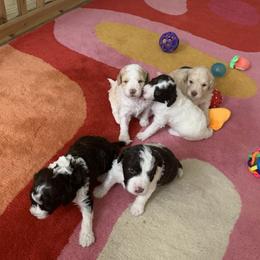 Lagotto Romagnolo Puppies from Riverside Lagottos