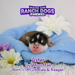 Asher - Wolf sable male Pomsky puppy in Humeston, Iowa from M.A.R. Dogs