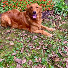 Koda - Golden Retriever