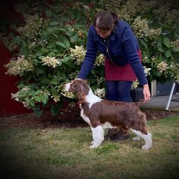 English Springer Spaniel and Labrador Retriever Puppies from Brae Kennels