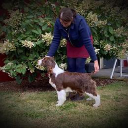English Springer Spaniel and Labrador Retriever Puppies from Brae Kennels