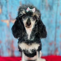 Poodle puppies from Scenic Hills Kennels