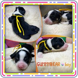 Gummybear - Black tri-color male Aussiedoodle puppy in Houston, Texas from Jomelkin Furry Pals