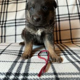 Maroon - Bi-color female German Shepherd puppy in Osage, Minnesota from Catensrud
