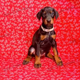 Gray - Black and rust female Doberman Pinscher puppy in Louisville, Kentucky from Ruiz Dobermans