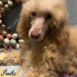 Hazelnut - Cream Poodle puppy in Buckhorn, Kentucky from Abner Farm’s Poodles