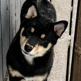 Waffles - Black and tan male Shiba Inu puppy in Green Bay, Wisconsin from Kokuryuu Shibas