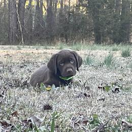 AKC Captain - Chocolate male Labrador Retriever puppy in Elgin, South Carolina from Silver Bells Paw Prints