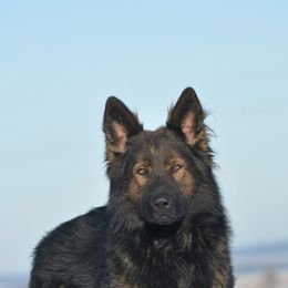 German Shepherd puppies from Spitze German Shepherds