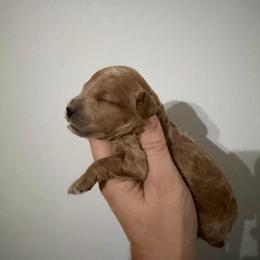 Boy 1 Oliver AKC - Apricot male Poodle puppy in Lees Summit, Missouri from Divine K9s LLC