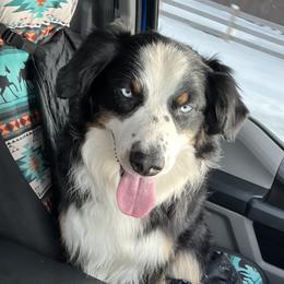 Kobe - Australian Shepherd
