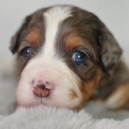 Granny Smith 'Gran'- Lime Collar Female - Blue merle female Bernedoodle puppy in Katy, Texas from Bluebonnet Bernedoodles of Southeast Texas