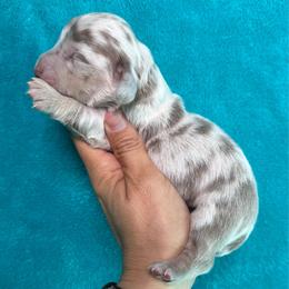 Ruby - Fawn (isabella) and cream female Dachshund puppy in Lincoln, Arkansas from Red Dirt Dachshunds