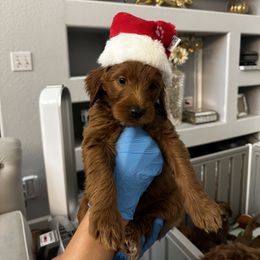 Goldendoodle Puppies from Ireland's Goldendoodles