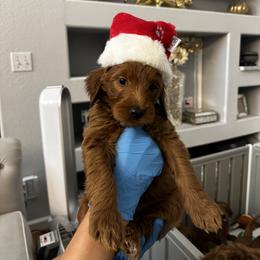 Goldendoodle Puppies from Ireland's Goldendoodles