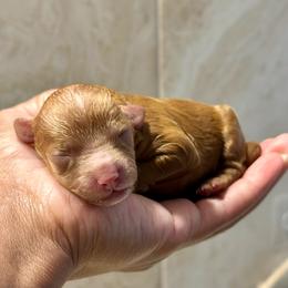 Red - Red male Cockapoo puppy in Palm Beach County, Florida from Benji’s Cockapoos