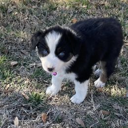 Girl 1 - Australian Shepherd puppy in Blum, Texas from 4P Poteet Farms