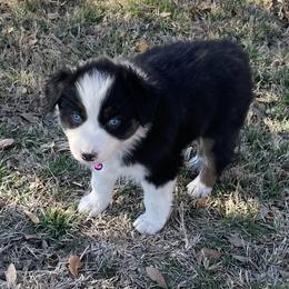 Girl 1 - Australian Shepherd puppy in Blum, Texas from 4P Poteet Farms