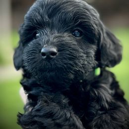 Australian Labradoodle Puppies from Tiny Treasures Australian Labradoodles