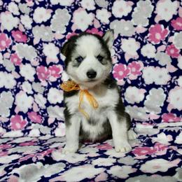 Hammer - Sable and white female Siberian Husky puppy in Lunenburg, Vermont from SNOW WOOLY HUSKY